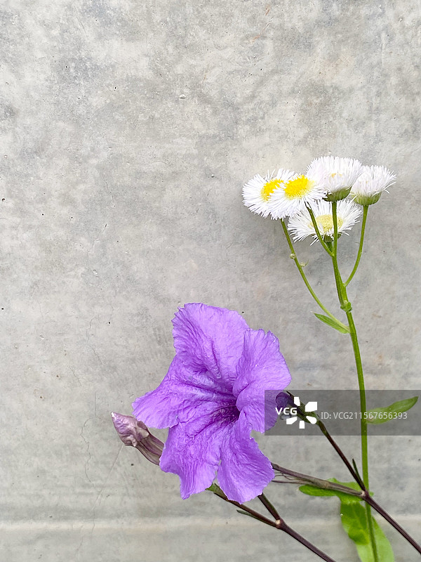 紫色的小花图片素材