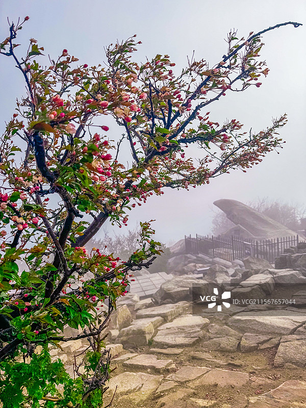 五月泰山海棠花开图片素材