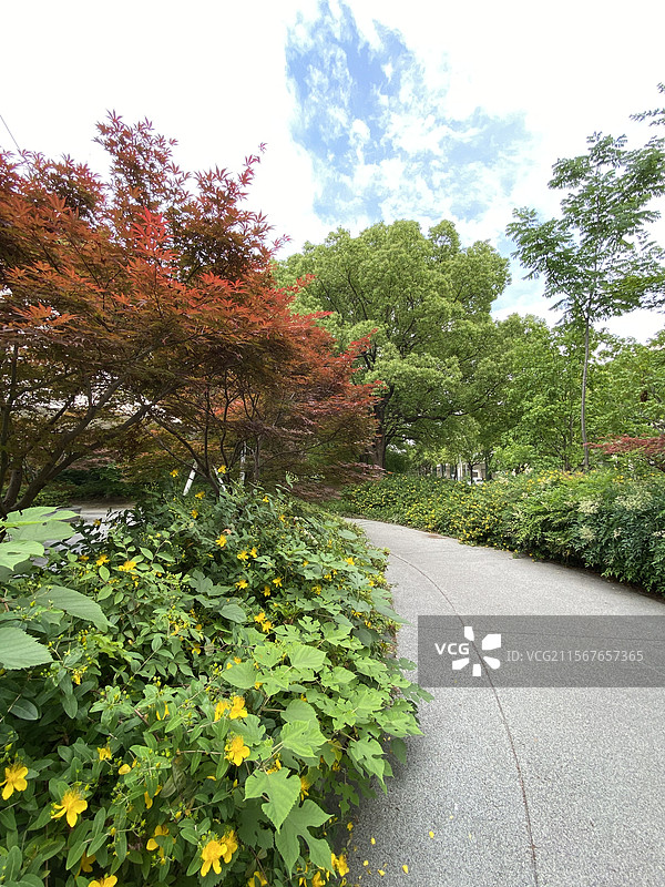 魔都的绿化带图片素材