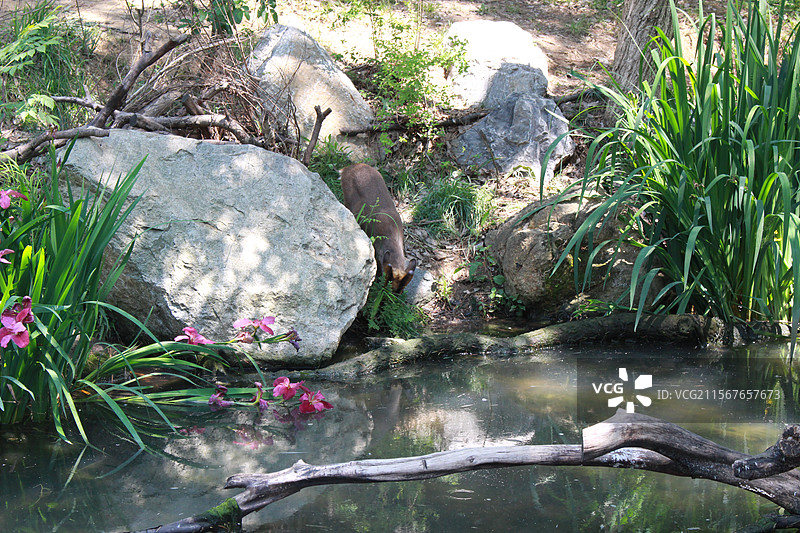 红山动物园水边的小麂图片素材