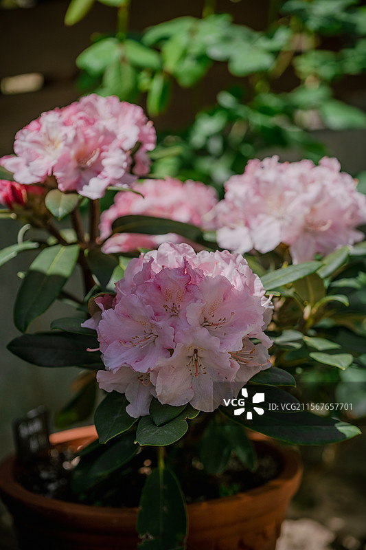 高山杜鹃马利斯C5图片素材