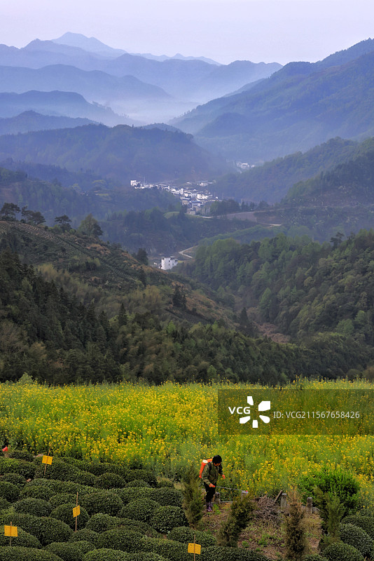 高山茶农图片素材
