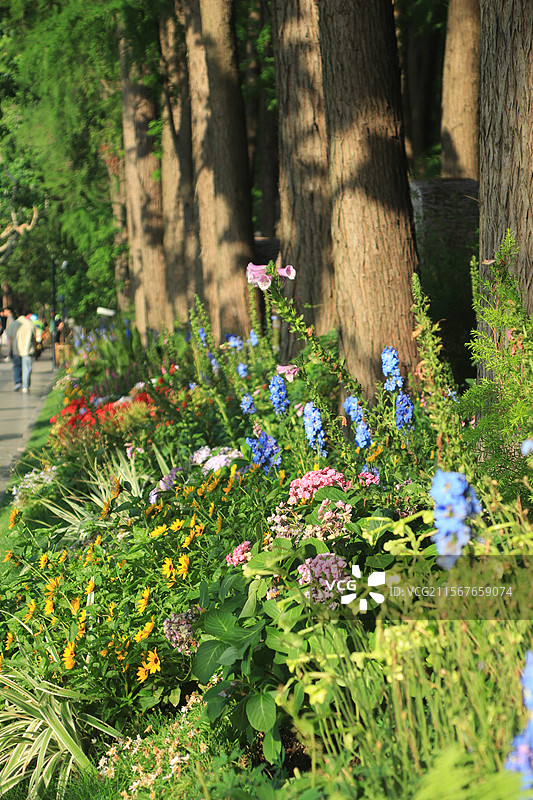 太子湾公园门口道路 花团锦簇图片素材