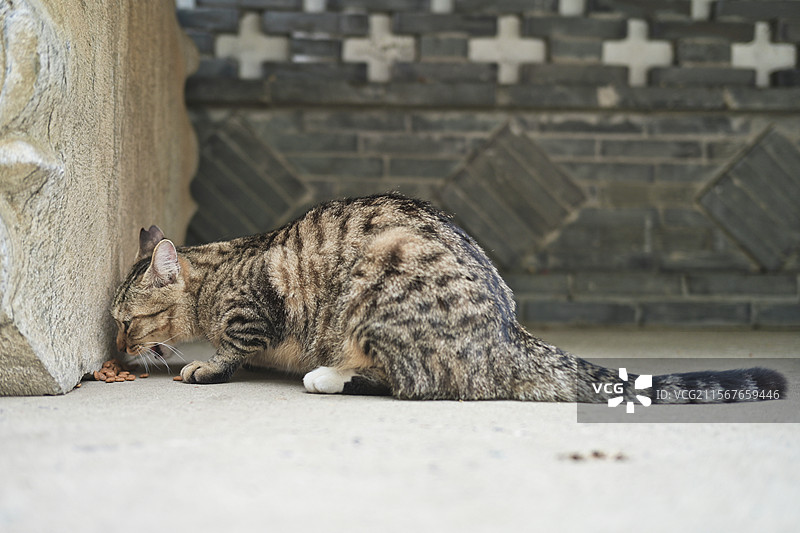 小猫吃饭图片素材