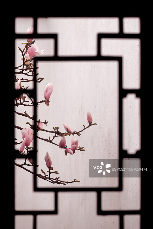 玉兰花图片素材