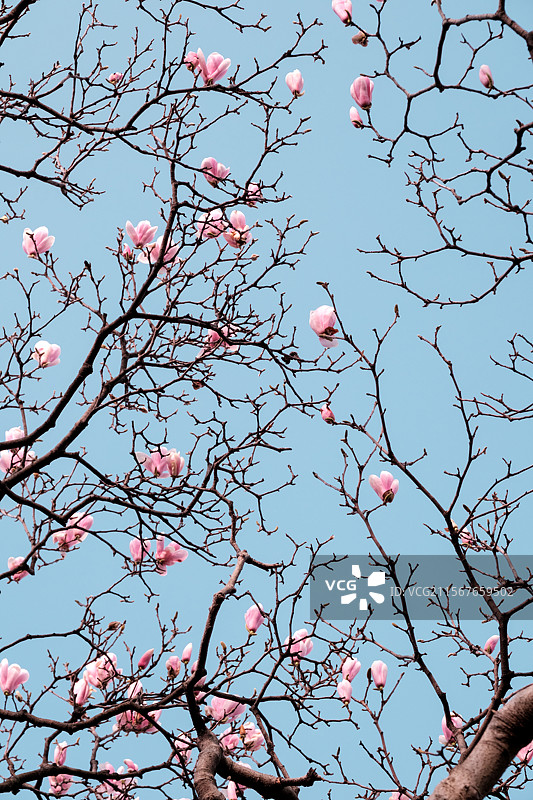 玉兰花图片素材