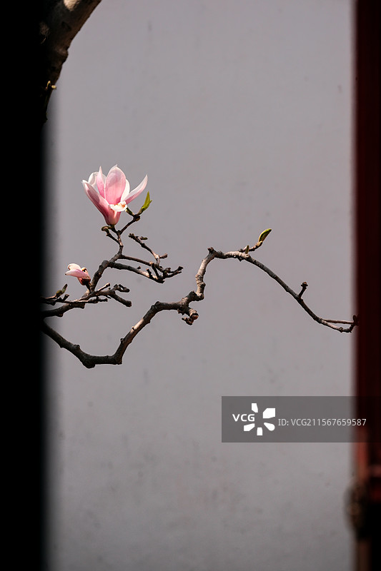 玉兰花图片素材