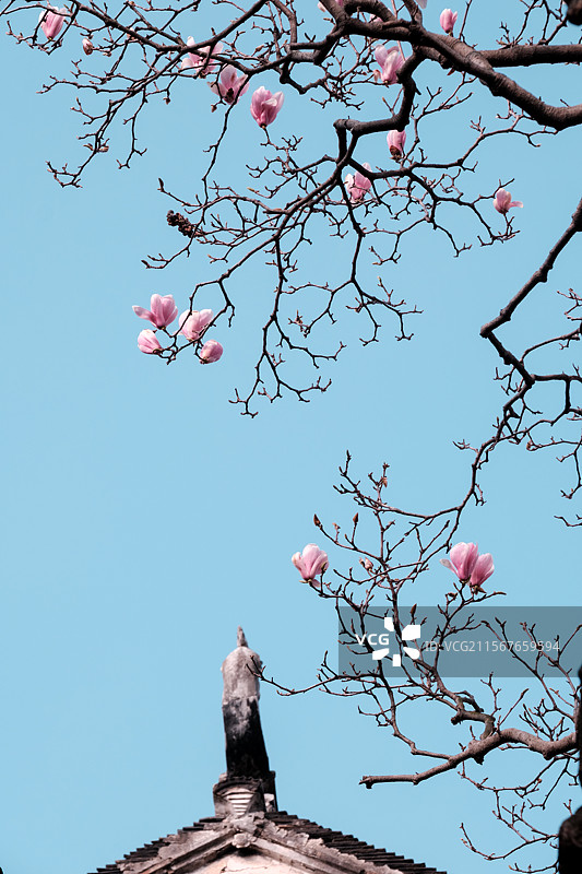 玉兰花图片素材