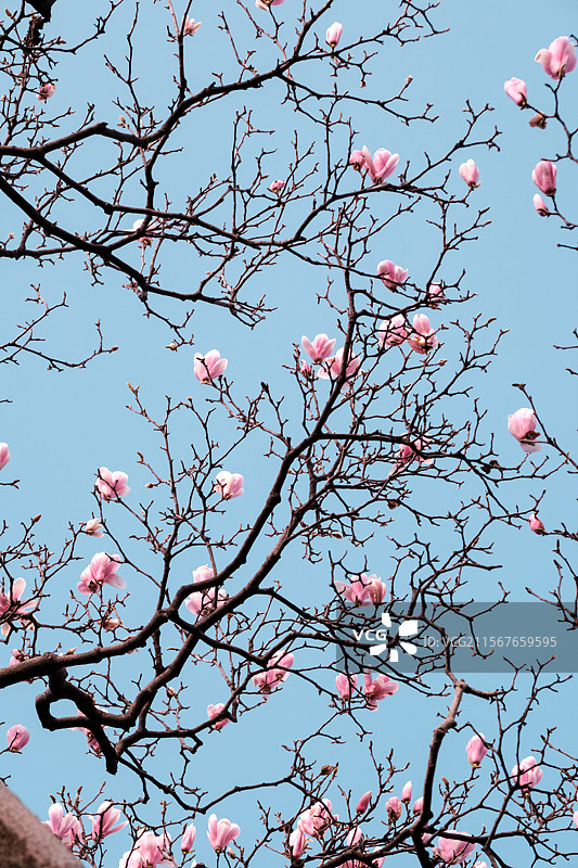 玉兰花图片素材