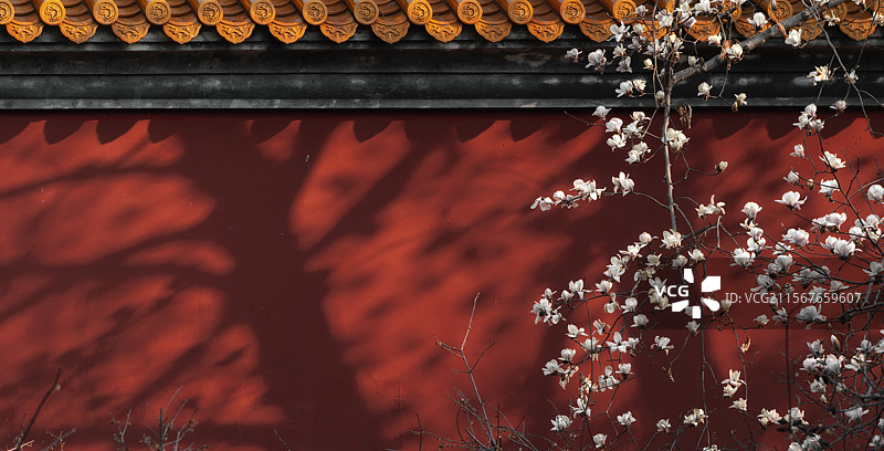 玉兰花图片素材