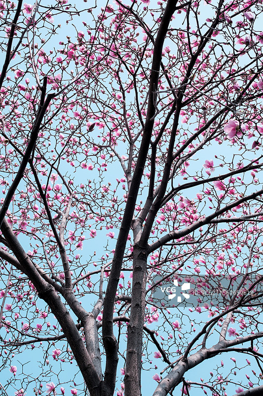 玉兰花图片素材
