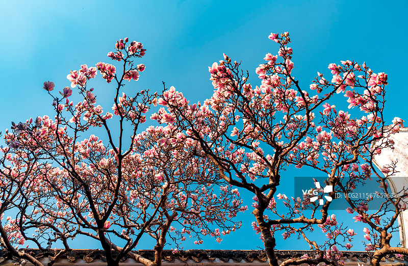 玉兰花图片素材