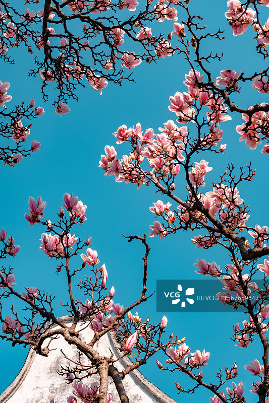 玉兰花图片素材