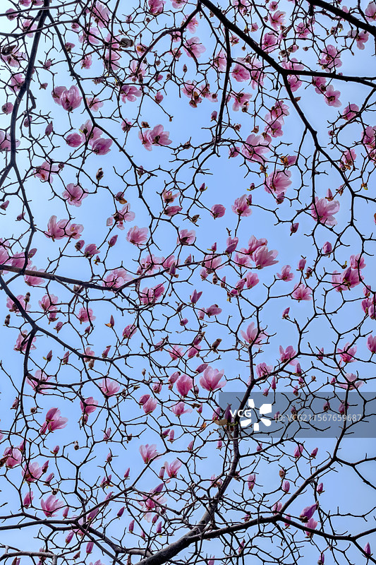 玉兰花图片素材