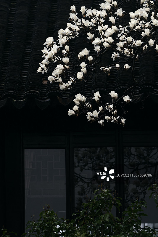 玉兰花图片素材