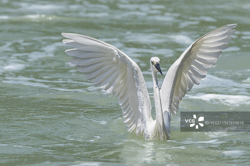 厦门筼筜湖白鹭图片素材