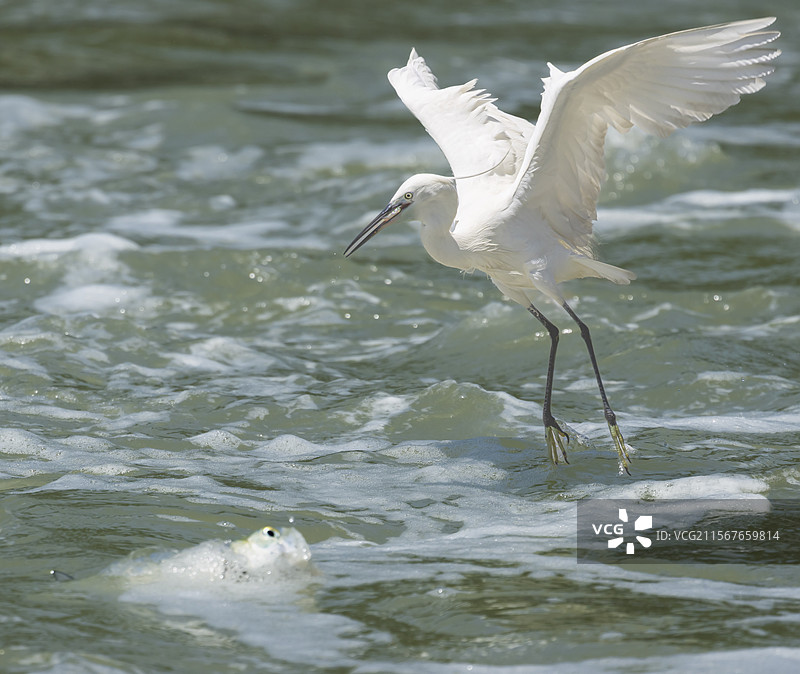 厦门筼筜湖白鹭图片素材