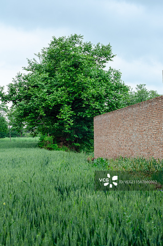 农村麦田里的大树图片素材