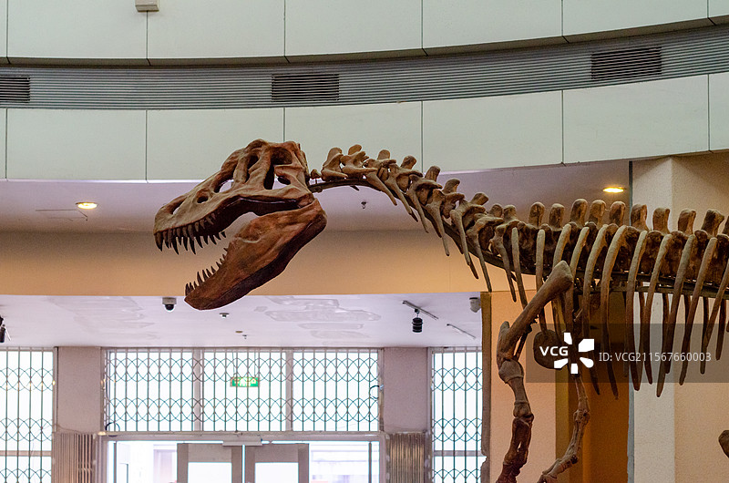 室内展示的恐龙骨架标本图片素材