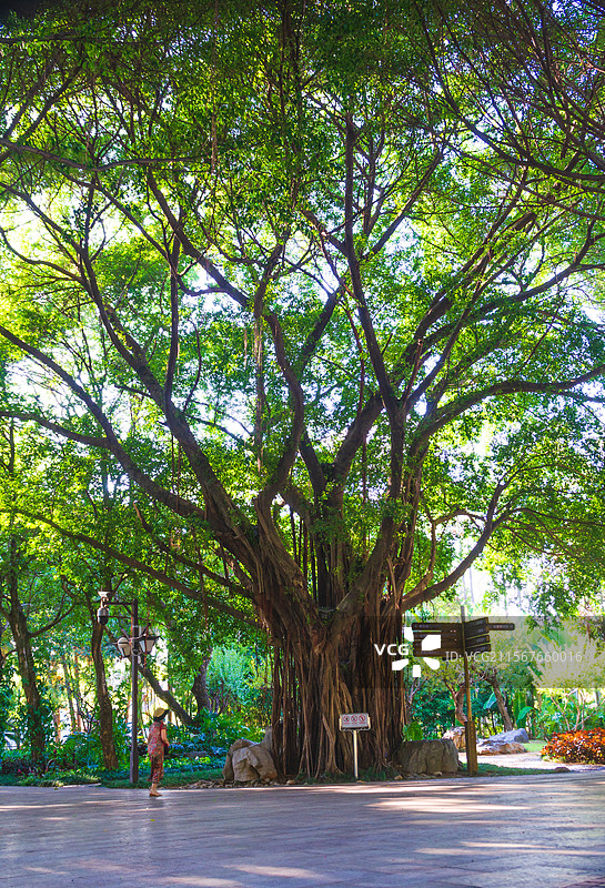 福州西湖公园中茂盛的参天大榕树图片素材