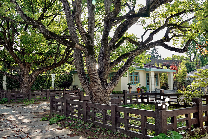 上海闵行融圃百年香樟树图片素材
