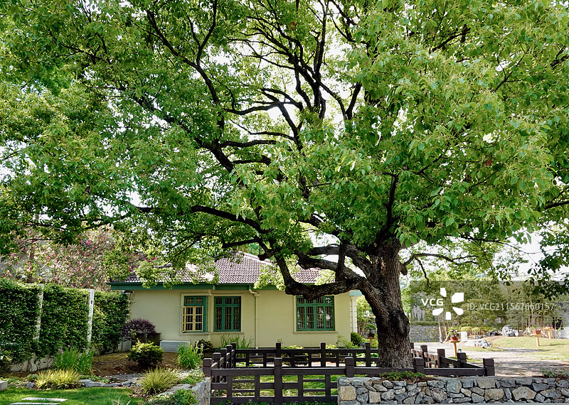 上海闵行融圃百年香樟树图片素材