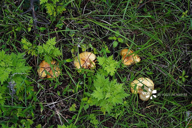 云南野生菌，上山采菌子图片素材