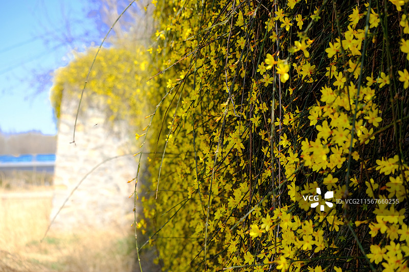 春天。迎春花。春暖花开。高清风景。高清背景图。自然风光图片素材