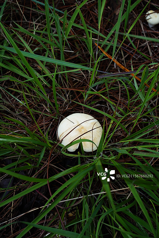 云南野生菌，上山采菌子图片素材