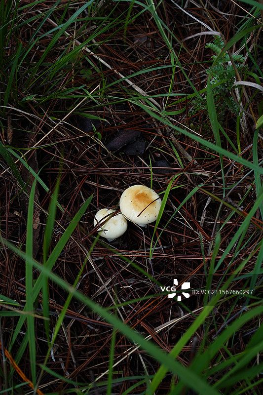 云南野生菌，上山采菌子图片素材