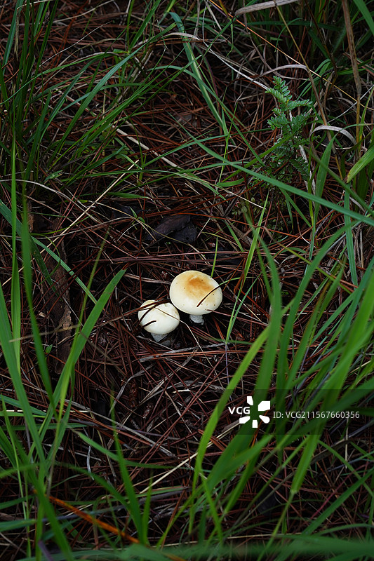 云南野生菌，上山采菌子图片素材