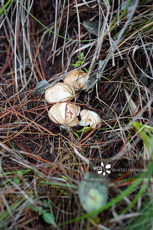 云南野生菌，上山采菌子图片素材