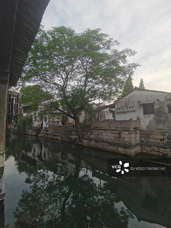 绍兴环山河苦楝树图片素材