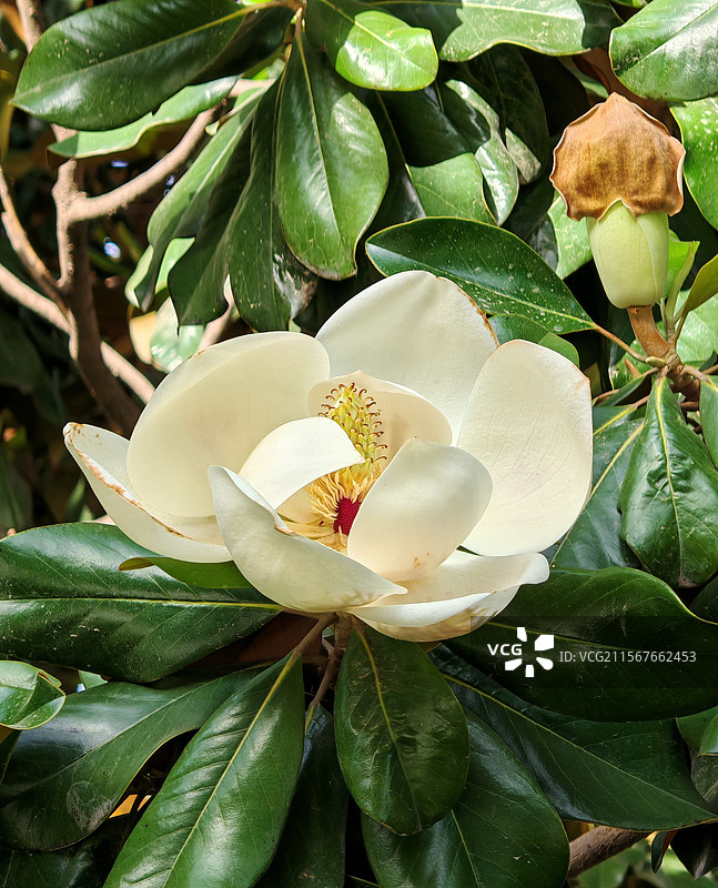 荷花玉兰图片素材