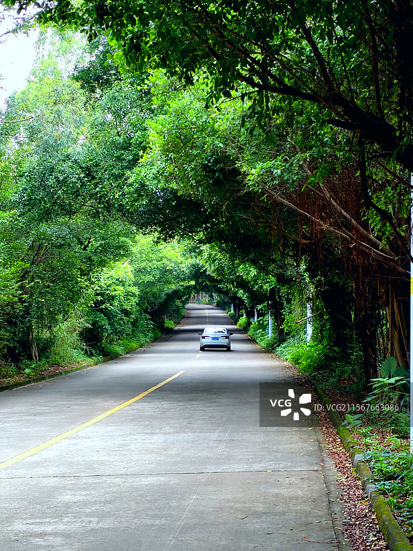 三水森林公园林荫小道图片素材