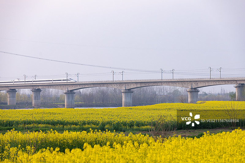 开往油菜花田的火车图片素材