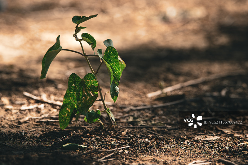 破土新生图片素材