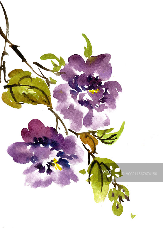 紫色的木槿花图片素材