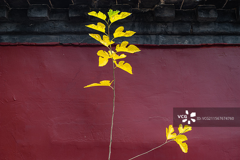 中国非都市风光拍摄主题，野生植物野外植物，红色围墙前黄色的树叶子，户外白昼无人图像摄影图片素材