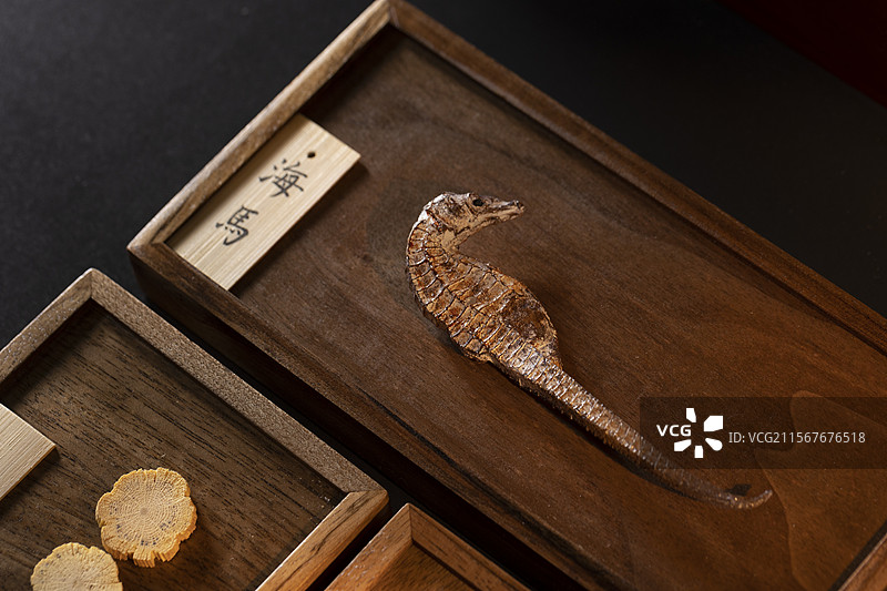 名贵中药材海马图片素材