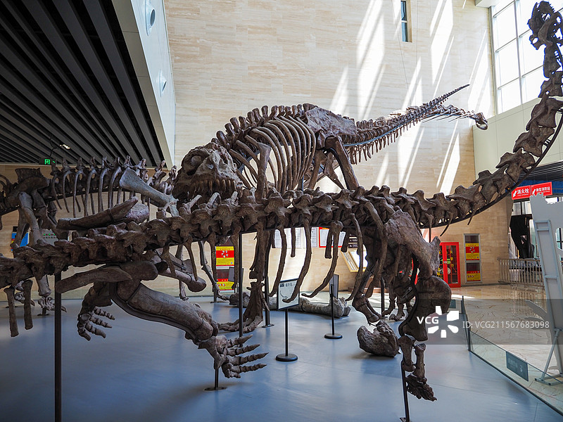 禄丰龙化石图片素材