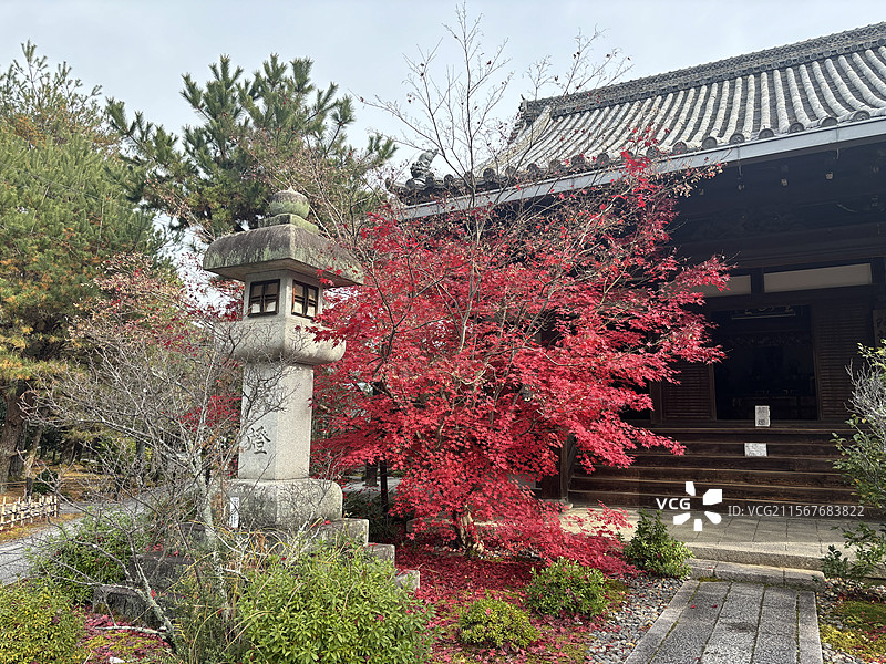 日本京都岚山清凉寺寺庙神社枫叶秋景图片素材