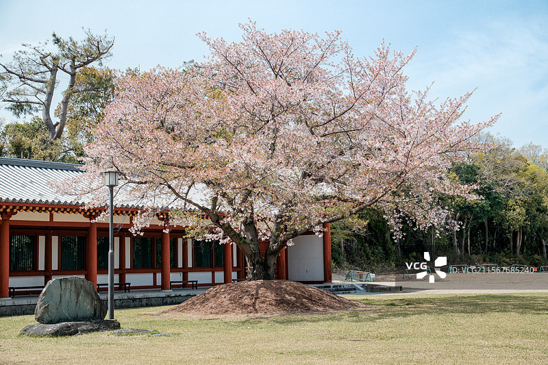 奈良药师寺图片素材