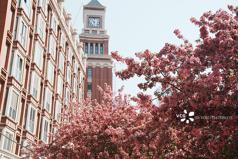 泰安道红色海棠图片素材