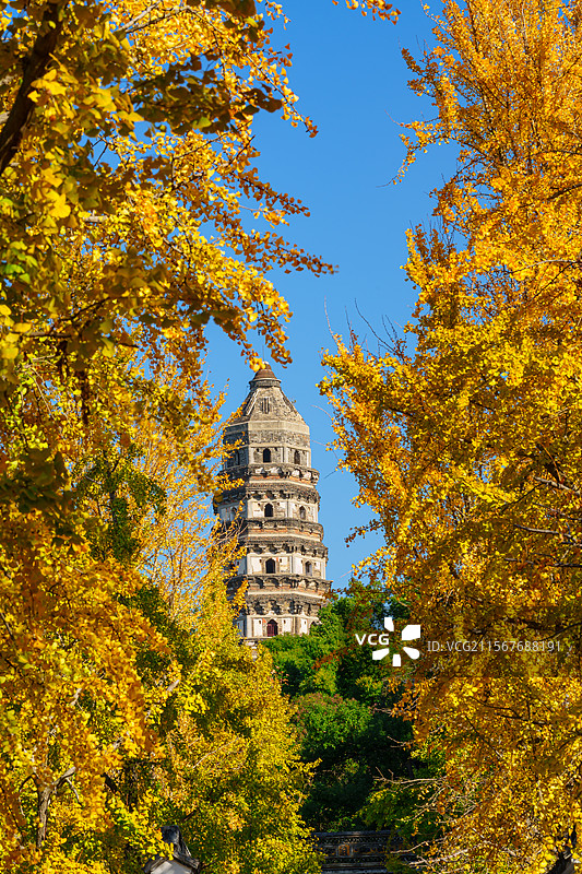 苏州虎丘塔和银杏图片素材