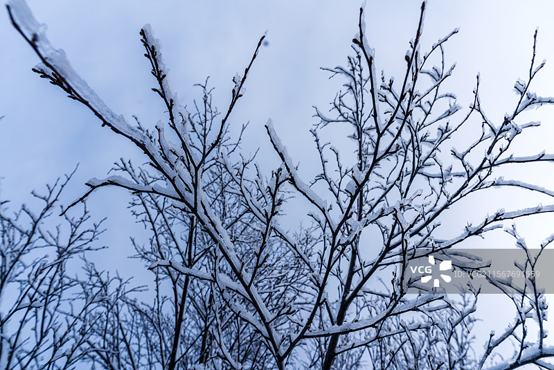 冰岛盖歇尔间歇泉冬季树挂图片素材