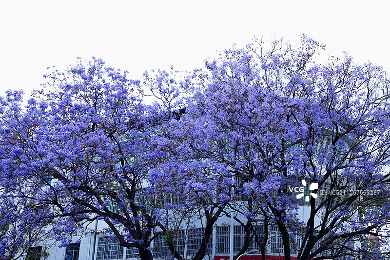 西昌蓝花楹图片素材