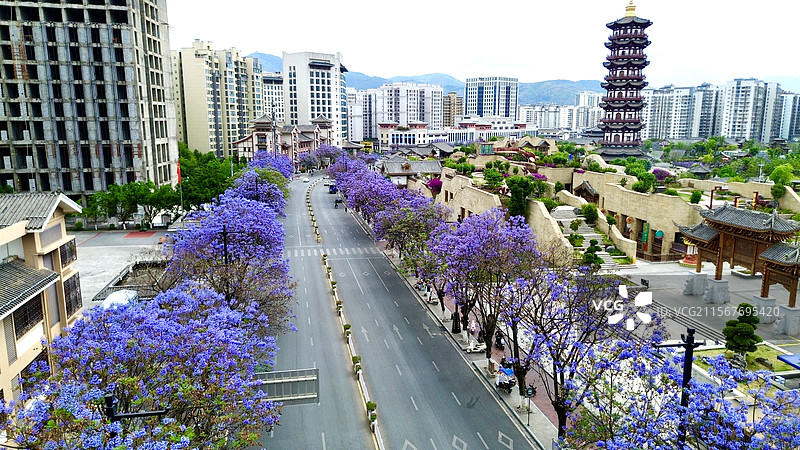 西昌蓝花楹图片素材