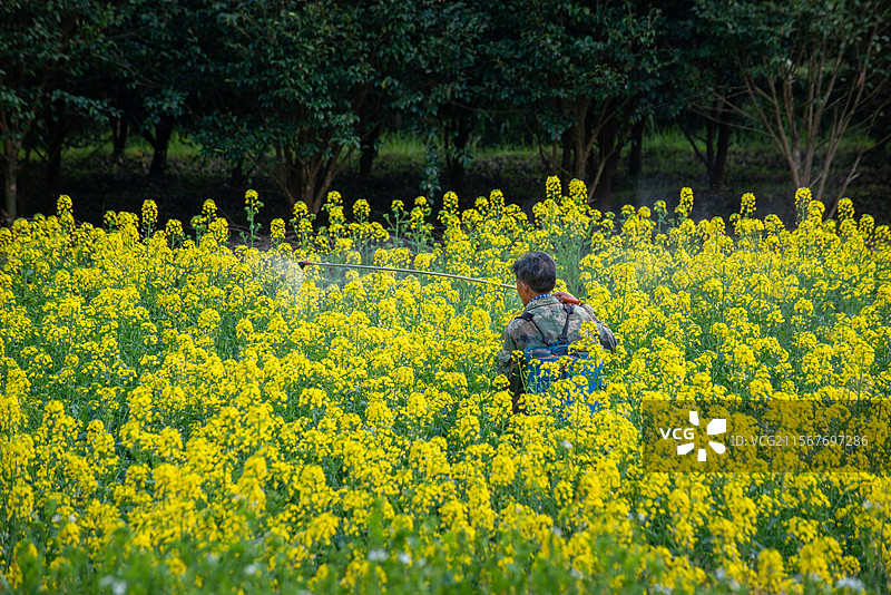 春季的婺源乡村，农田里的人图片素材