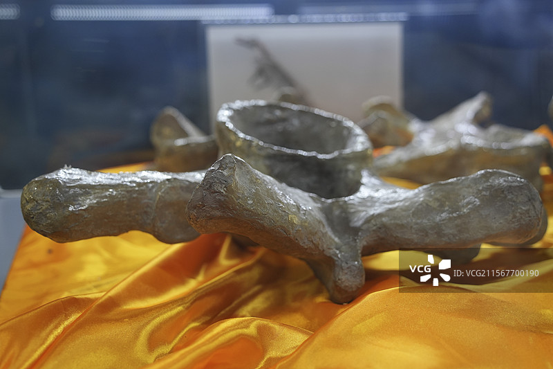 山东诸城市恐龙地质公园化石群恐龙鸭嘴龙颈椎图片素材